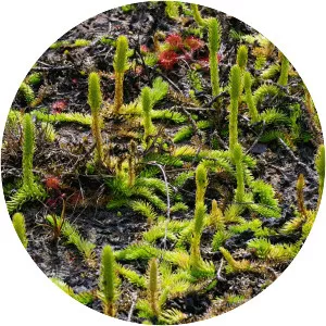 Lycopodiella inundata - Plants