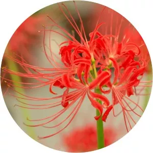 Lycoris
