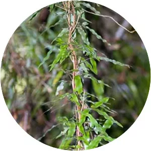 Lygodium articulatum