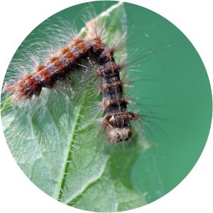 Lymantria dispar multicapsid nuclear polyhedrosis virus - 