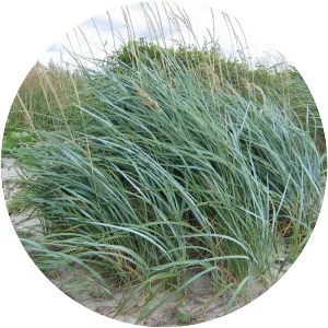 Lyme grass - Plants
