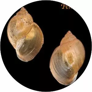 Lymnaea acuminata