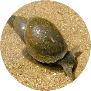 Lymnaea stagnalis