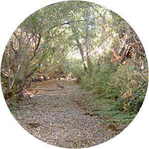 Lynch Creek - Stream in California