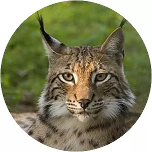 Lynxes