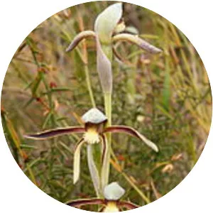 Lyperanthus serratus