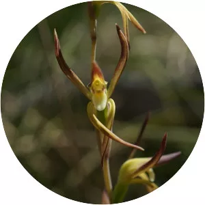 Lyperanthus suaveolens