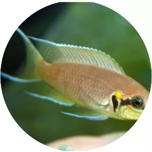 Lyretail cichlid
