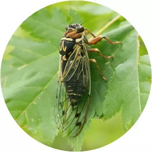 Lyristes bihamatus - 