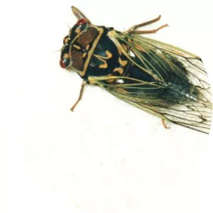 Lyristes japonicus - 