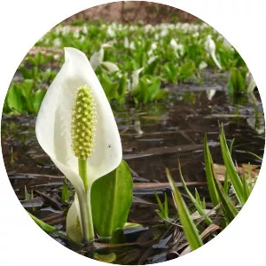 Lysichiton camtschatcensis