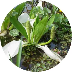 Lysichiton