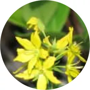 Lysimachia asperulifolia - 