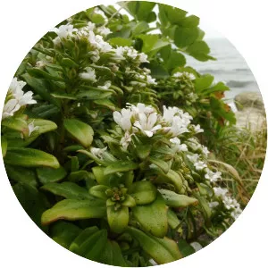 Lysimachia mauritiana - Plants