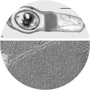 Lysinibacillus sphaericus