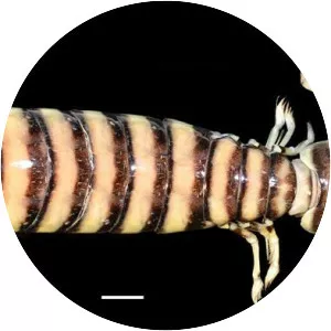 Lysiosquilla