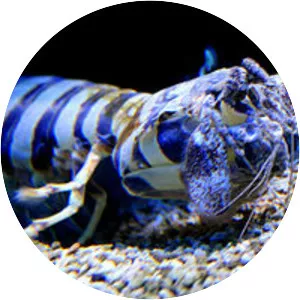 Lysiosquillina maculata