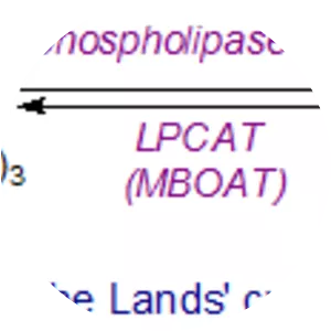 Lysophosphatidylcholine - Chemical compound