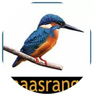Maasranga Television - Television channel