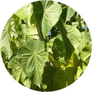 Macaranga harveyana