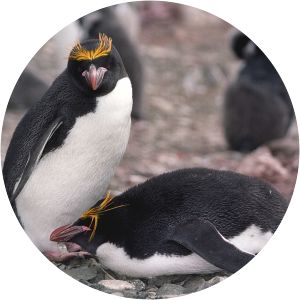 Macaroni penguin
