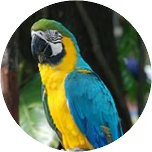 Macaws (Ara)