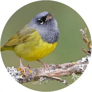 MacGillivray's warbler