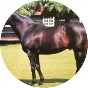 Machiavellian - Horse