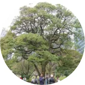 Machilus thunbergii - Plants