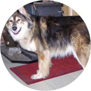 Mackenzie River husky