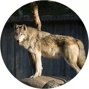 Mackenzie River wolf