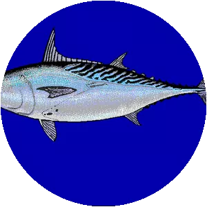 Mackerel tuna