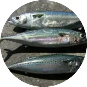 Mackerels