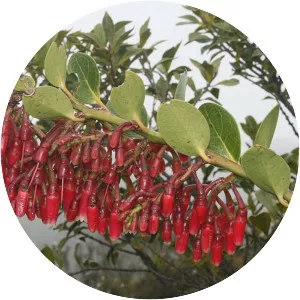 Macleania rupestris - 