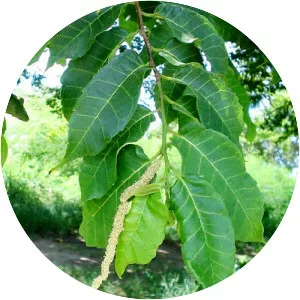 Maclura tinctoria - Plants