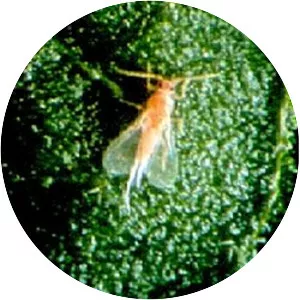 Maconellicoccus hirsutus - 