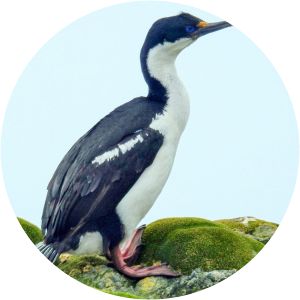 Macquarie shag - 