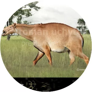 Macrauchenia - Animal