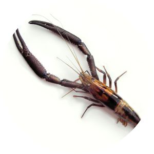 Macrobrachium carcinus