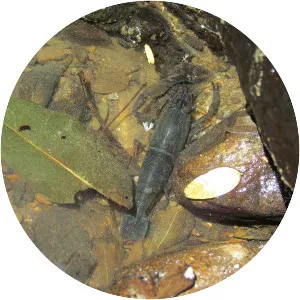 Macrobrachium faustinum