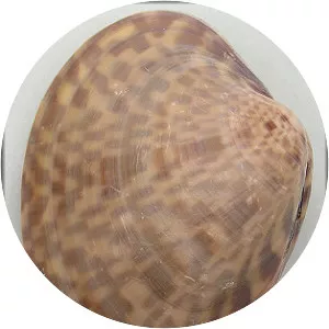 Macrocallista