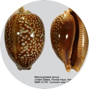 Macrocypraea cervus - 