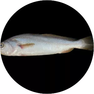 Macrodon ancylodon photograph