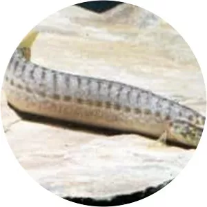 Macrognathus pancalus