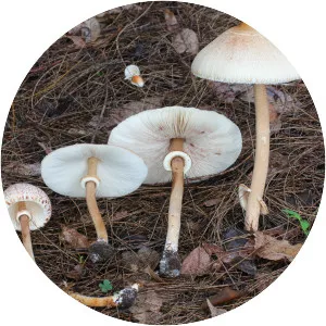 Macrolepiota