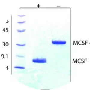 Macrophage colony-stimulating factor - 