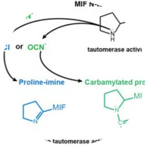 Macrophage migration inhibitory factor - 