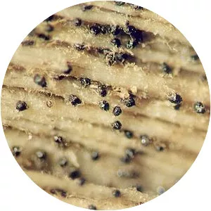 Macrophomina phaseolina