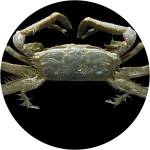 Macrophthalmus - Animal