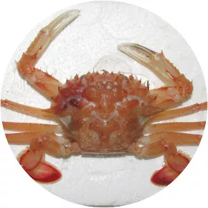 Macropipus tuberculatus - 